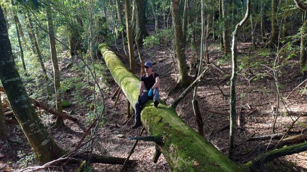 台灣最高如神般存在的大安溪倚天劍巨木探訪2747986