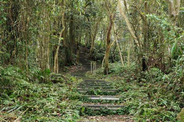 苗栗 大湖 新百二分山(菜壽凸山)、鹿仔望峰2442430