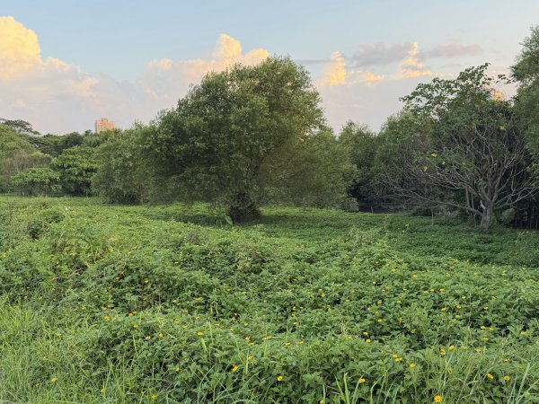 [2026臺北健走趣-08/50] 2026_0805_古亭河濱公園3110816