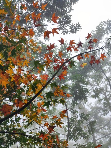 九讚頭車站-大崎棟.茶亭.逃學.騎龍古道20幾K繞大O2972512