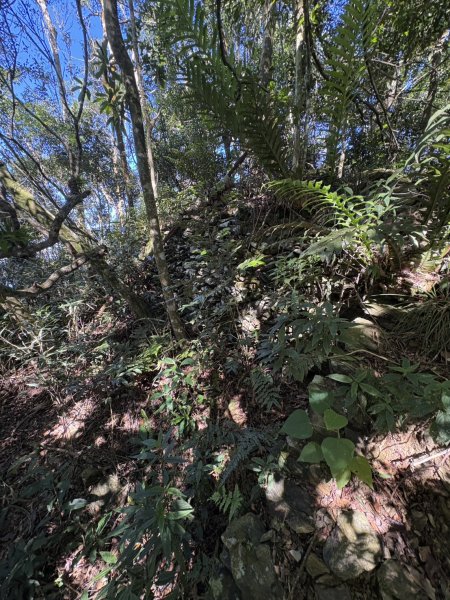 20251116鳴海山、網子山登山步道2938399