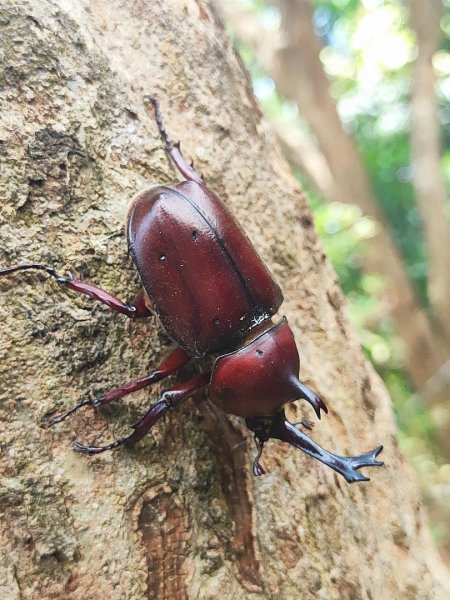 夏日甲蟲祭典（羊稠森林步道，龜山福源山-山佳車站）2826601