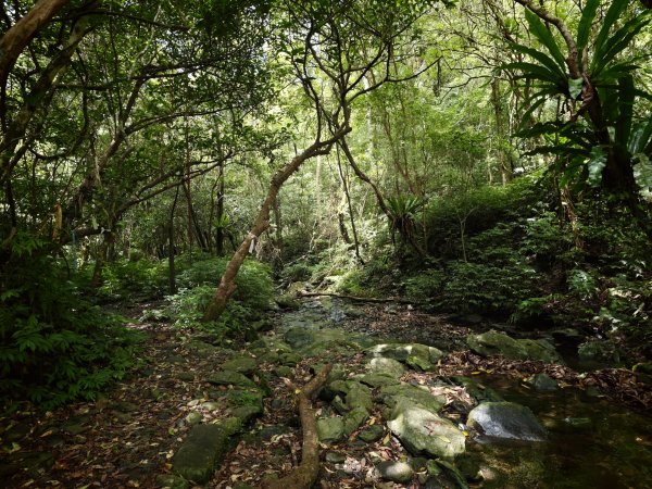 [淡蘭古道] 2026_0524 南路第四段_四堵古道(中)-石柱3069961