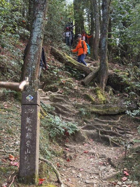 鳶嘴稍來步道賞楓季 ，大雪山門票優惠到12/31！2969558