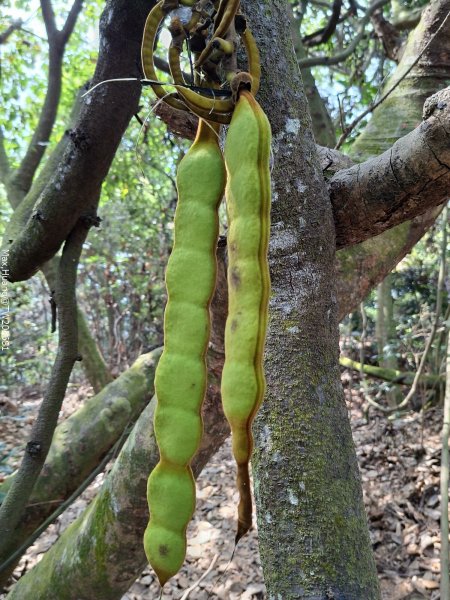 《南投》幸運之花｜草尾嶺步道賞血藤花202603293025010