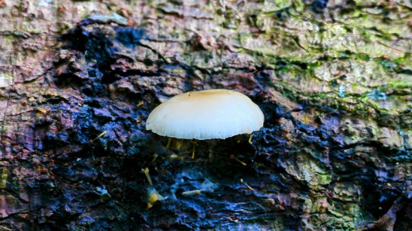 微笑山線和美山螢火蟲段2845892