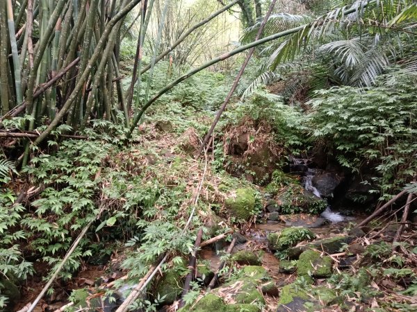 雙溪區彎穹平林山+平湖東步道+紙坑古道(億山煤礦)+紙坑山出平水聚落O型2965791