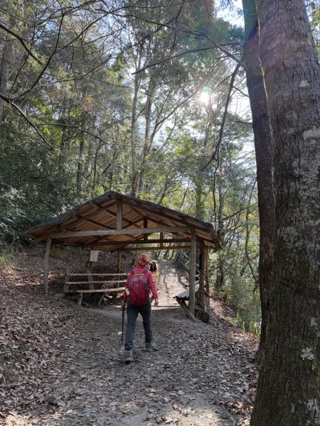 司馬庫斯巨木步道+櫻花祭202602193009433