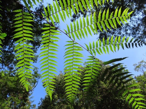 澀水森林步道(+水上瀑布)2915724