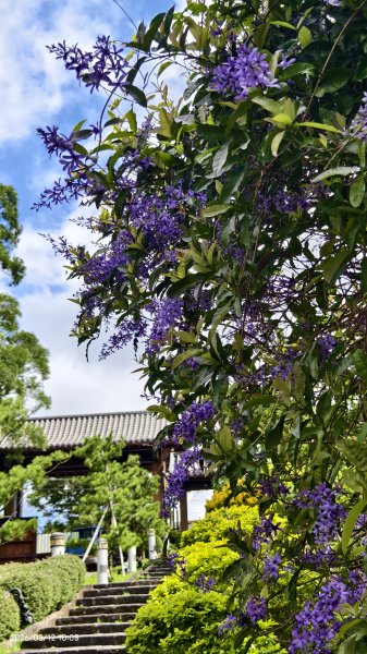 #緣道觀音廟 #北海福座 #萬代福 #黃花風鈴木 #錫葉藤 #青帶鳳蝶 #昭和櫻 #吉野櫻 3/123014059