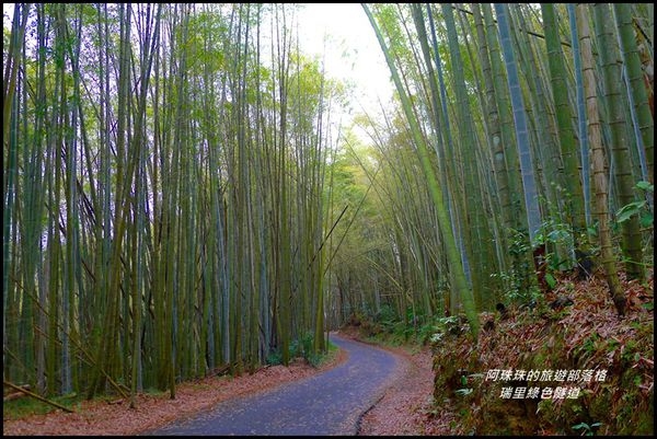 嘉義梅山。瑞里綠色隧道&野薑花溪步道