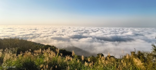 #觀音山 #雲海 #夕陽 #天空之城 #大赤鼯鼠（飛鼠） 2/132999445