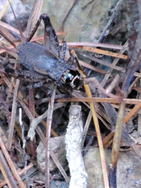 唐麻丹山 蝴蝶谷2918812