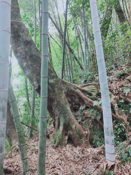 嘉南雲峰、石壁山登山步道1304069