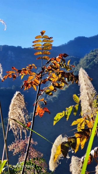 2022霞喀羅古道精華段/養老-白石吊橋賞🍁楓趣1970452