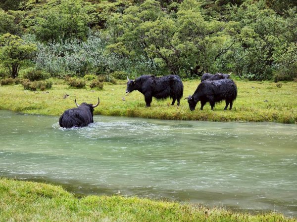 川藏33天深度之旅💙#稻城亞丁-來古冰川2901951