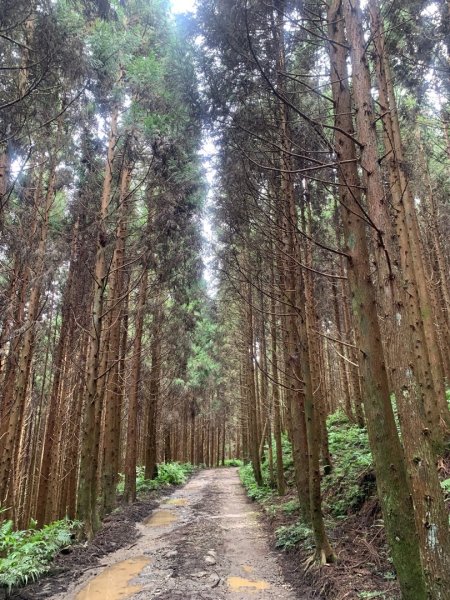 南庄大坪山山麓蓬萊大石壁無名山O型2610555