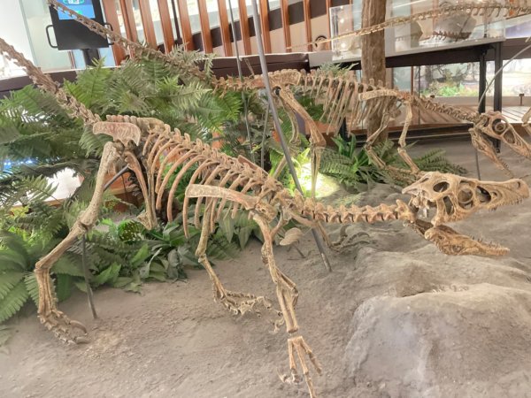 雨天備案💙 台灣博物館的古生代館-台大動植物館免費參觀-北投♨️季2798993