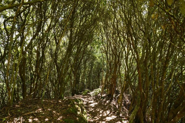 台中 和平 馬崙山2796965