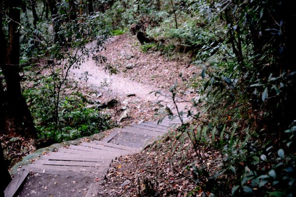 奧萬大國家森林遊樂區步道群545603