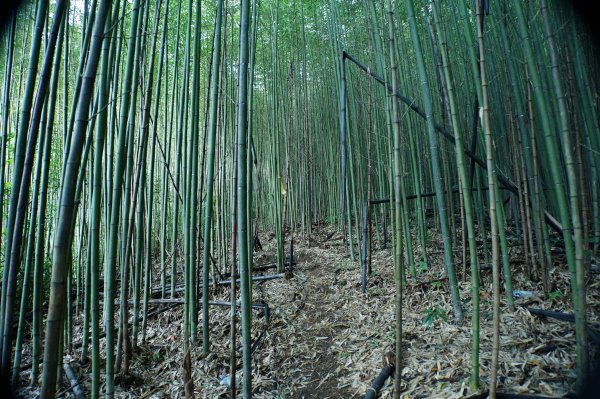 新竹 尖石 東穗山、島田山2939418