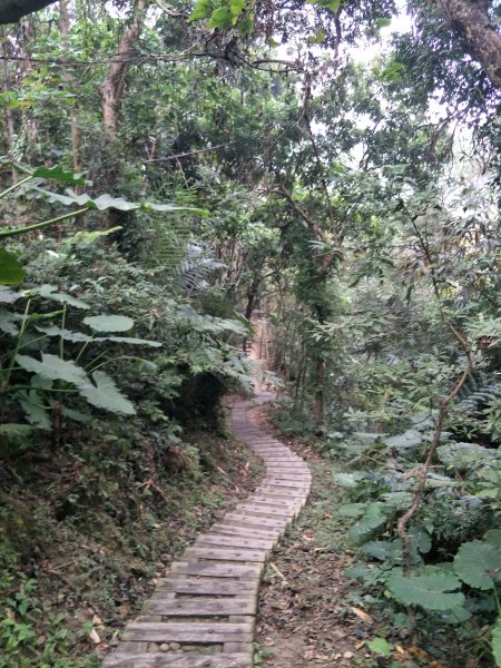 雲林百大：龍過脈森林步道-林內山1590419