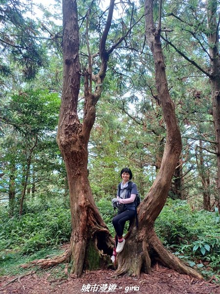 【台中和平】柳杉孟宗竹香杉步道林相豐富。 長壽山(肥崠山)山徑2880636