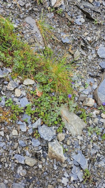 北一段(14/14)高山植物 2025_0906~132887647