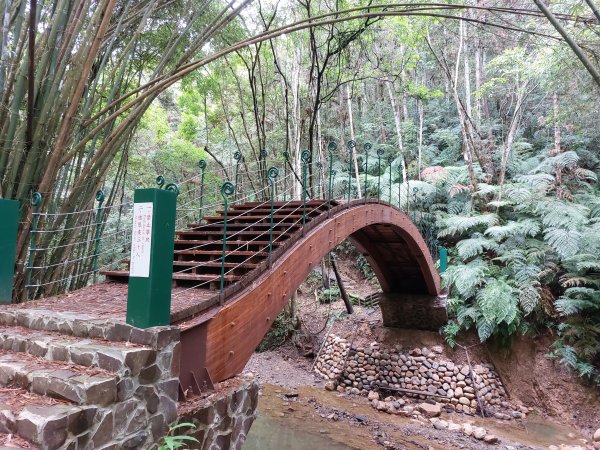 一日魚池三步道：澀水森林步道、魚池尖登山步道、金龍山步道202207021803891