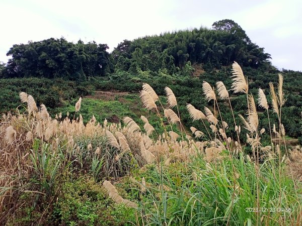 四訪苗栗的花果山-小百岳#037馬那邦山、雪霸國家公園管理處【小百岳集起來、苗栗-臺灣百大必訪步道】2394302