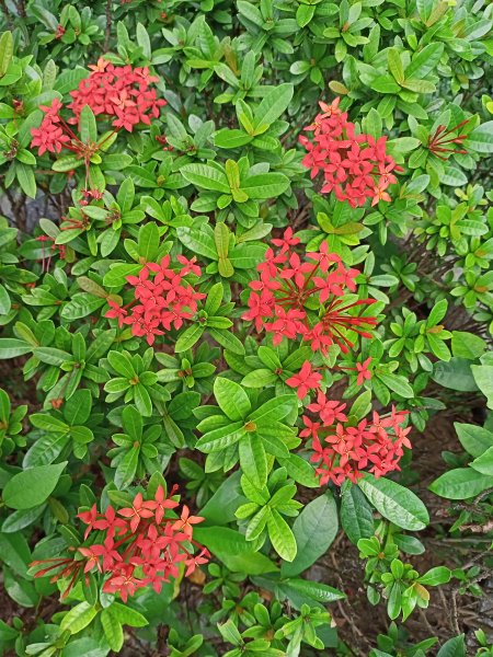 奇花異草的內湖文德三號公園、瑞陽公園【走路趣尋寶，全臺齊步走】1864208