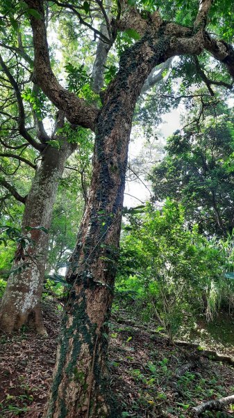 《新竹》石階古道｜橫山大崎棟古道O繞上大山背山202308252261580