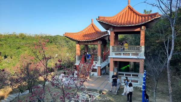 《彰化》桃李櫻美｜花壇虎山巖步道x大嶺巷富士櫻202503012723663