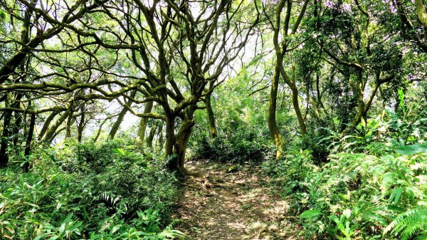 微笑山線百年大榕樹段2848407