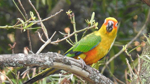 中正紀念堂-花鳥&大屯山雲海（山嵐）2/12703311