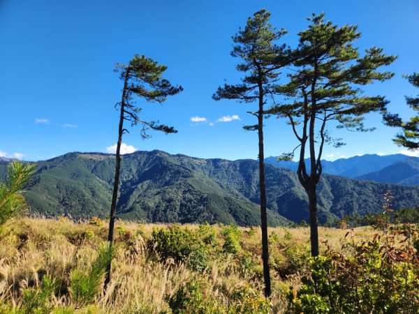 【中級山縱走】羅馬縱走，走進神木的夢幻童話森林世界2943245