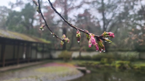 2025-0221 明池步道2718259