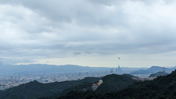 天上山 桐花公園來回2190976