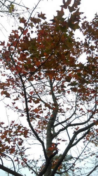 20151226泰安鄉熊佧山27736