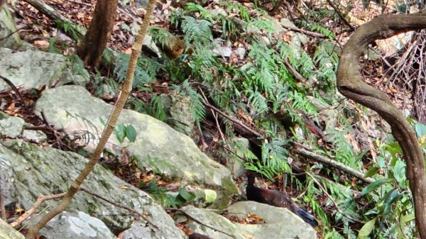 【中級山】谷關七雄波津加山2742329