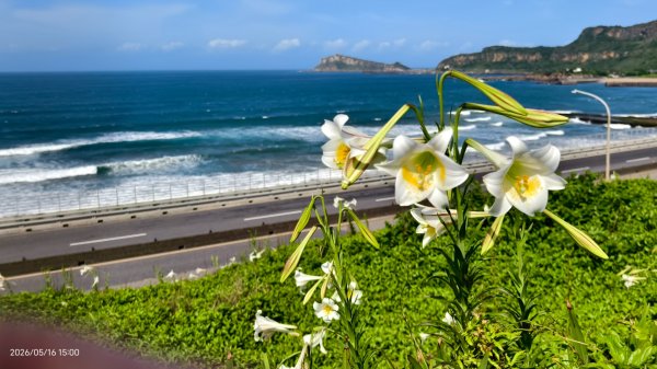 #金山清水溪  #石牆蝶 #國聖涼亭 #百合草原 #八里華富山路 #淡江大橋 5/163055944