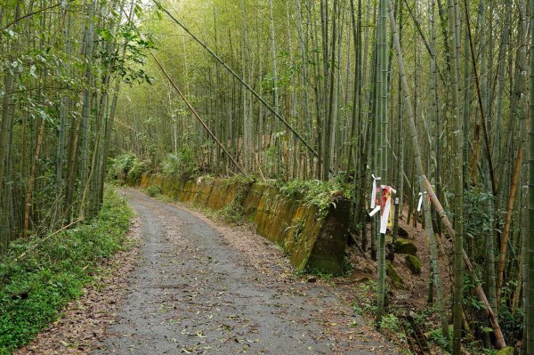 南投 鹿谷 溪頭山、竹崙山、志騰山2730640