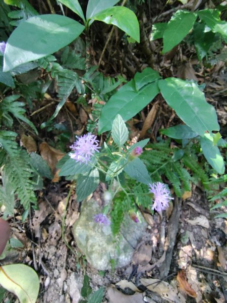 唐麻丹山 蝴蝶谷2918887