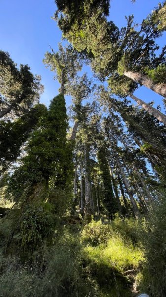 北ㄧ段-審馬陣-南湖北山-南湖北峰-南湖大山-南湖東峰2859116