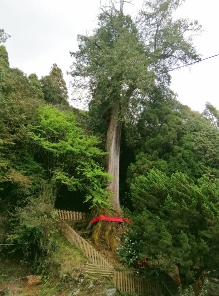 南投信義~霧鎖山林~#60百岳郡大山939117