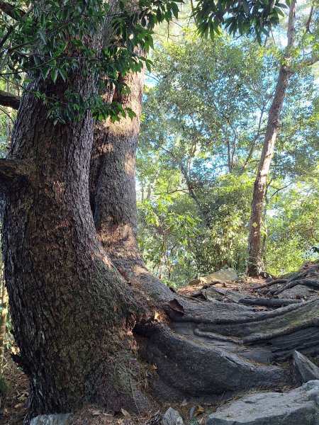 谷關蝴蝶谷瀑布202511202940791