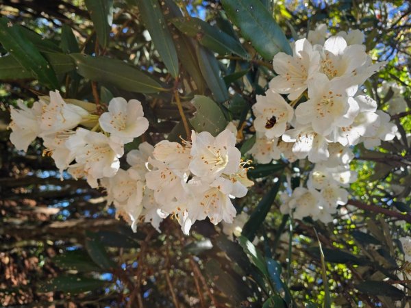 鳶嘴山杜鵑盛開2770230