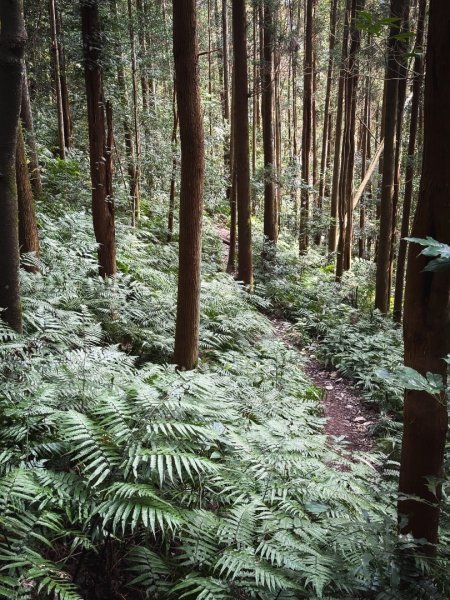 高島P型縱走-夢幻的杉林營地3012431