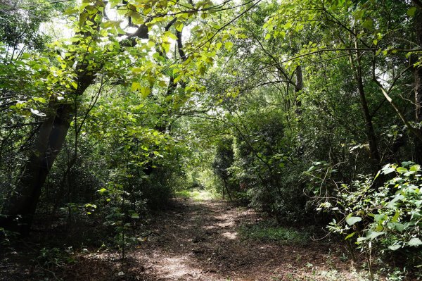 苗栗 三義 枕頭山、南片山2801751