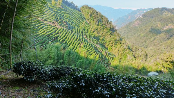 留龍頭 嶺頭山 金柑樹山 忘憂森林 我想抓住您的美2092091